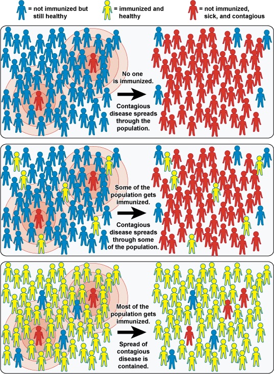 A graphic illustration explaining herd immunity
