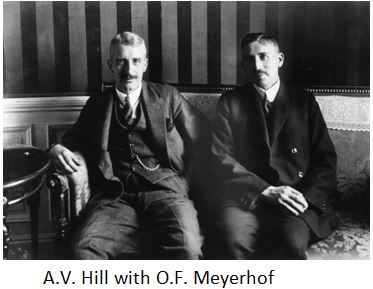 AV Hill and Meyerhof together