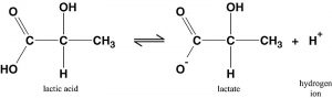 Lactate... The Math, The Myth, The Legend • truPhys