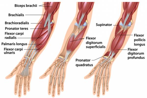 Muscle anatomy of the forearm