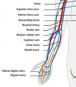 Handlebar Grip, Arm Pump, and Forearm Fatigue: Why and How to Alleviate ...