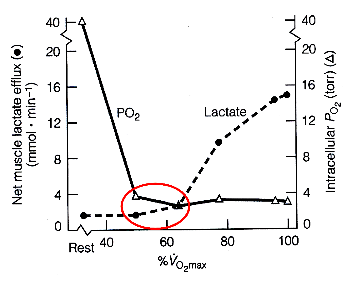 Lactate, PO2 and exercise
