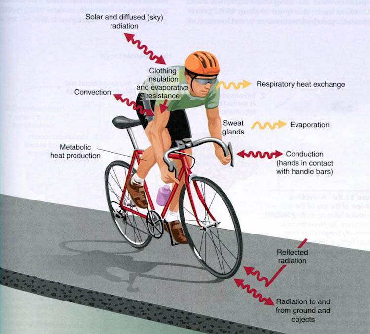 thermoregulation while cycling