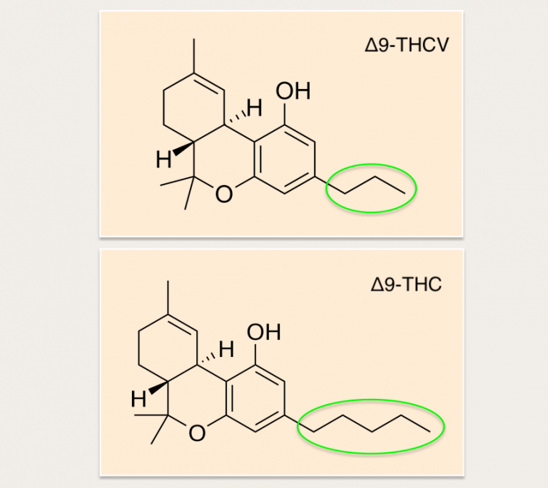 The Therapeutic Value Of THCV • TruPhys