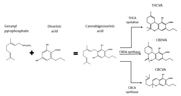 The Therapeutic Value Of THCV • TruPhys