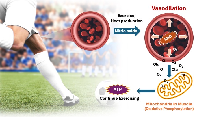 How nitric oxide SNO dilates blood vessels during exercise